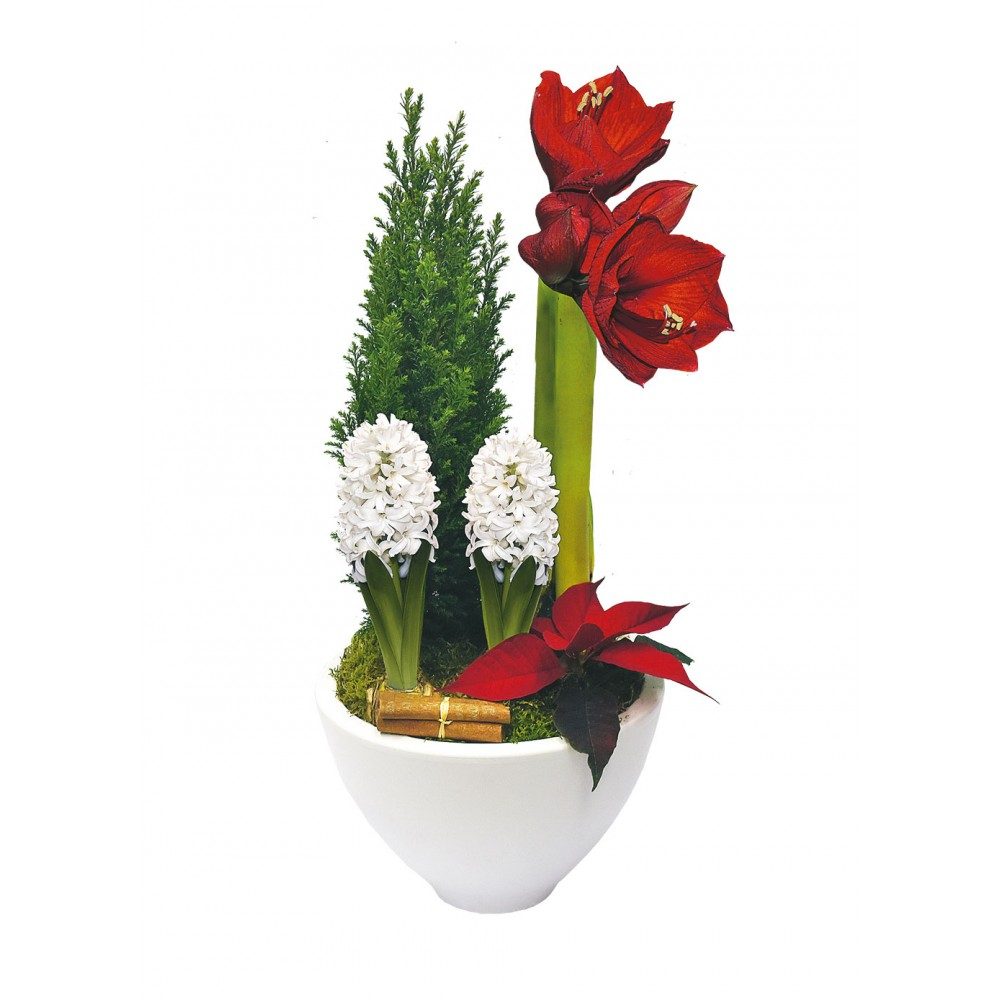 Traditionell Amaryllis julgrupp